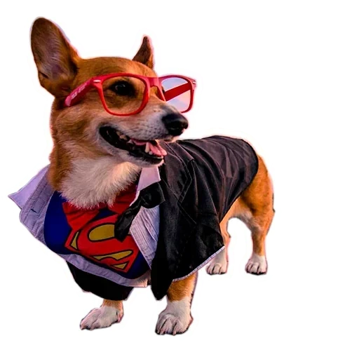 der corgi, corgi superheld, corgi harry potter, corgi mit transparentem hintergrund