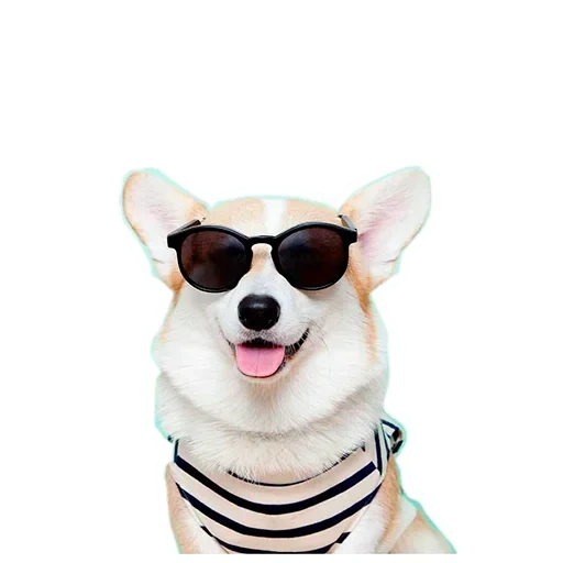 der corgi, welsh corgi, corgi fanny, tiere niedlich, corgi mit transparentem hintergrund