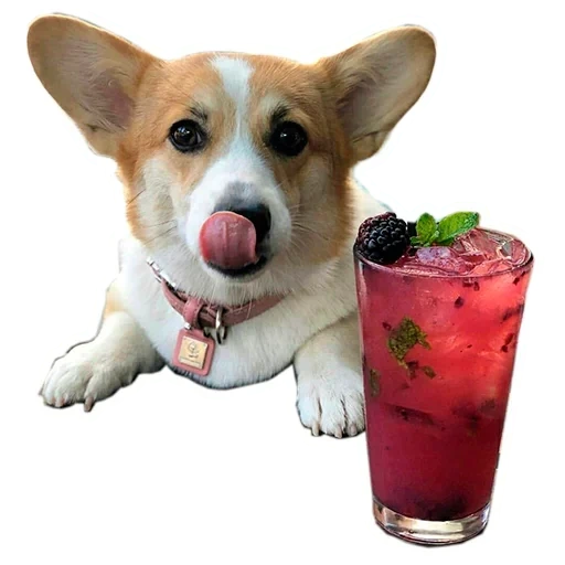 welsh corgi, pembroke corgis, welsh corgi dog, welsh corgi pembroke, dog corgi white background