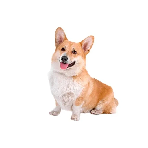 keji, koki pembroke, welsh corgi, pembroke welsh corgi, pembroke welsh corgi