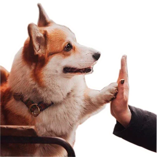 welsh corgi, pembroke corgis, dog shiba inu, dog gives a paw, welsh corgi pembroke