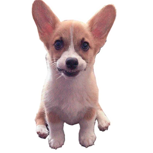 anak anjing welsh corgi, welsh corgi, pembroke welsh corgi, anak anjing kirky pembroke, anak anjing welsh kirky pembroke