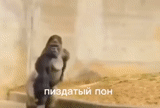 горилла, самец гориллы, горилла бежит, белая обезьяна, горилла обезьяна