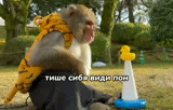 обезьяна додо, обезьяна лайк, обезьяна манго, обезьяна плеером, обезьяна апельсином