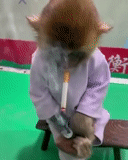 кот, смешные обезьяны, обезьяна курит траву, обезьяна курит сигарету, курящая обезьяна белеке
