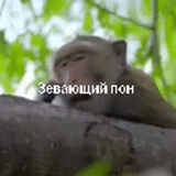 monkey, обезьяна, лес обезьян санге, обиженная обезьянка, обезьяна сидит дереве сцена клипа