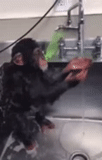 шимпанзе, обезьяна моется, смешные животные, веселая обезьяна, обезьяна ремонтирует