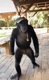 горилла, мужчина, обезьяна, шимпанзе, шимпанзе бонобо