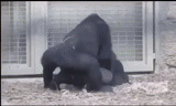 горилла, две гориллы, горилла кинг конг, горилла нападает человека, горилла женщина спаривается