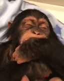 обезьяна, шимпанзе, обезьяна гладит, веселые животные, обезьяна засыпает