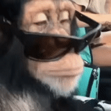 обезьяна, шимпанзе, обезьяна кепке, смешные обезьяны