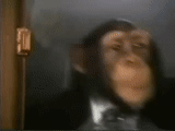 человек, обезьяна гифка, monkey-ed movies, обезьяны шимпанзе, обезьяна начальник