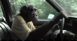 авто, обезьяна, смешные животные, мартышка за рулем, обезьяна за рулем