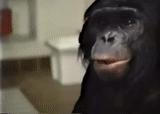 обезьяна, шимпанзе, шимпанзе аюму, обезьяна чи чи, шимпанзе смеется