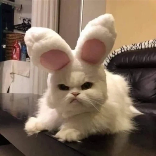 zaya, zaya meme, evil boy, evil rabbit, a disgruntled cat