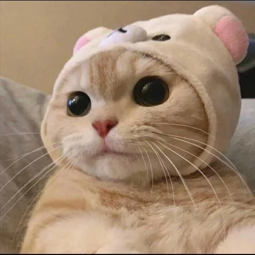 cat, lovely cat, lovely seal, kitty's head, cute cat hat