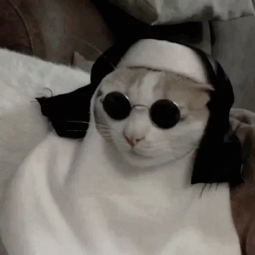 gatto, gatto, cat nyashka, gatto tolik, catto cattolico