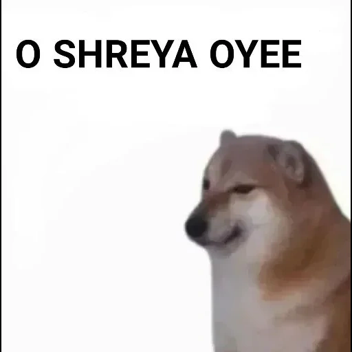 die meme des hundes, the meme dog, chai dog meme, chai dog dog meme, siba dog meme erklärt ihre kleine