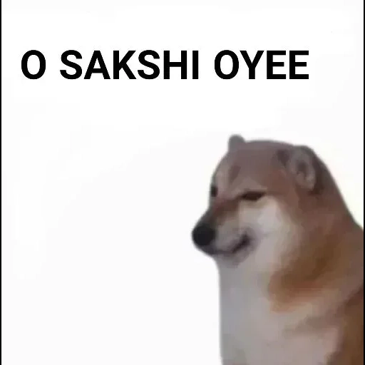 siba inu, doge meme, memm dog, meme siba iu, siba inu spiega la tua piccolazza