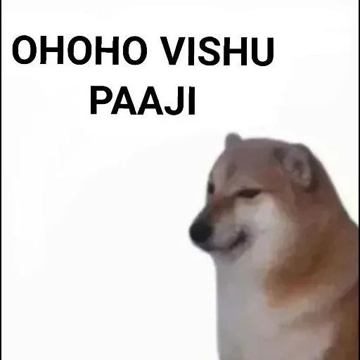 chai dog, chai dog meme, chai dog, chai dog dog meme, siba dog meme erklärt ihre kleine