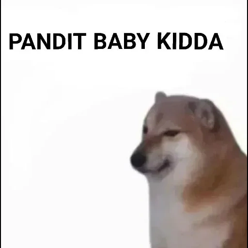 doge dog, meme siba iu, il cane di siba inu, cane siba iu meme, siba inu spiega la tua piccolazza