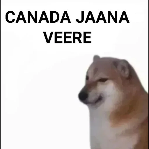 siba inu, siba iu meme, siba adalah meme, dog siba iu meme, siba inu jelaskan kecil anda