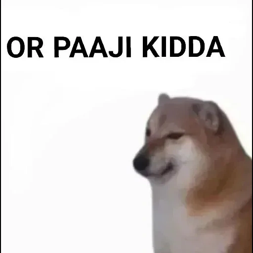 anjing, shiba inu, memm dog, siba iu meme, anjing itu lucu