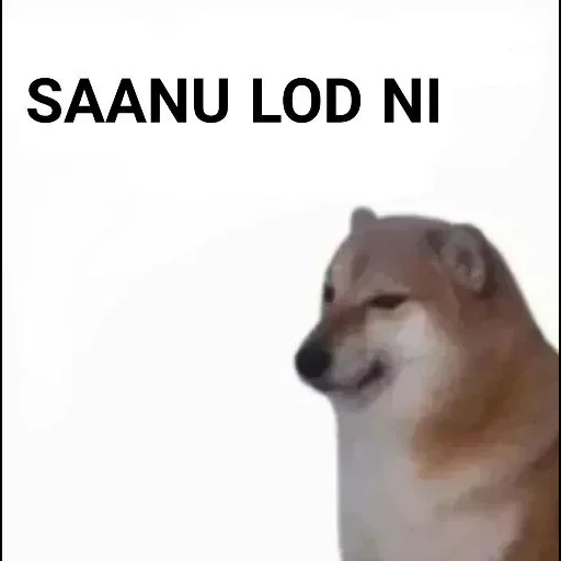 die meme des hundes, der hund, chai dog meme, chai dog dog meme, siba dog meme erklärt ihre kleine