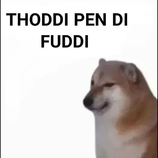die meme des hundes, the meme dog, der hund, chai dog, chai dog dog meme