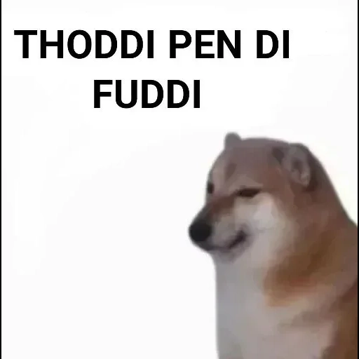 doge meme, memm dog, doge dog, il cane di siba inu, cane siba iu meme