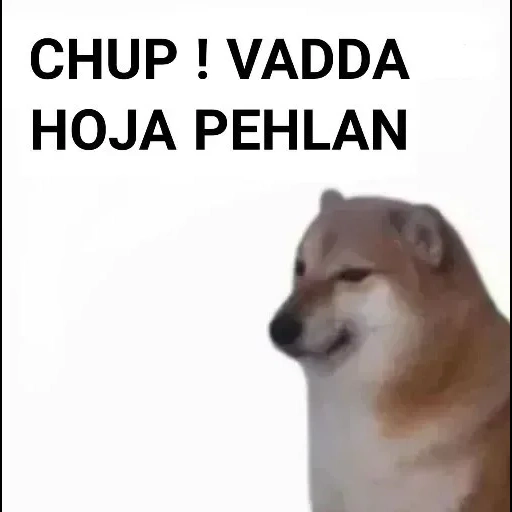 die meme des hundes, the meme dog, chai dog meme, chai dog, siba dog meme erklärt ihre kleine