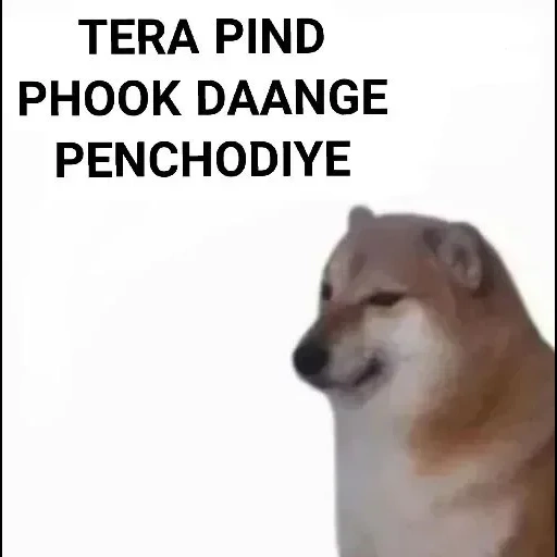 siba inu, doge dog, siba iu meme, the dog of siba inu, dog siba iu meme