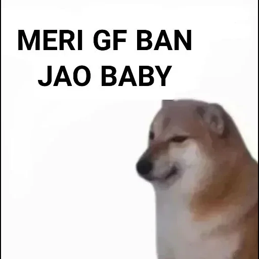 chai perro, causa de los fanáticos de chai dog, molde de perro chai, shiba inu meme, molde de perro de leña