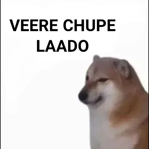 doge, causa de los fanáticos de chai dog, chai perro, molde de perro de leña, los fanáticos de siba explican tu pequeño