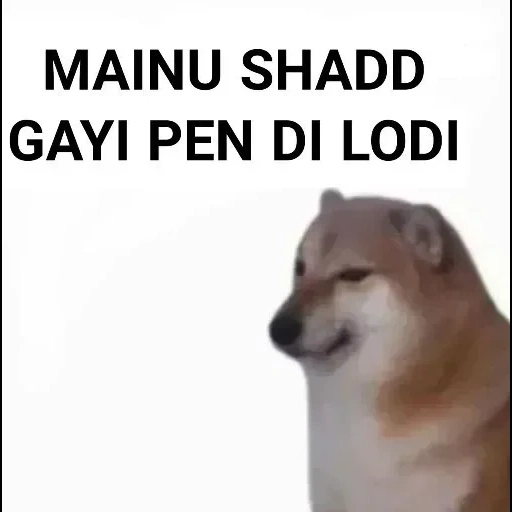 chai dog, the meme dog, der hund, chai dou meme, chai dog dog meme