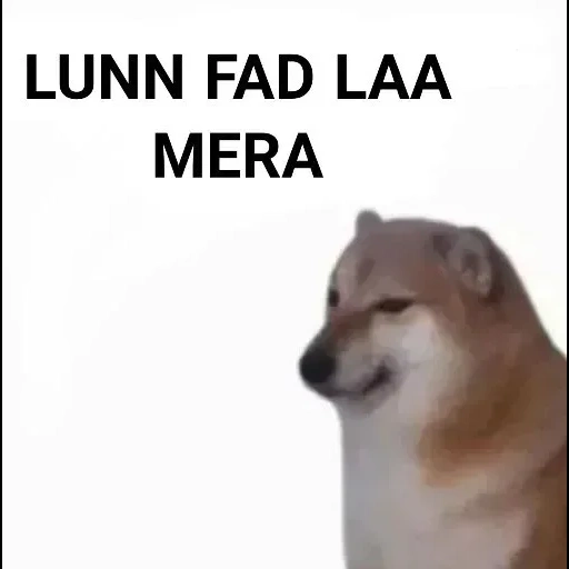 siba inu, doge dog, meme siba iu, cane siba iu meme, siba inu spiega la tua piccolazza