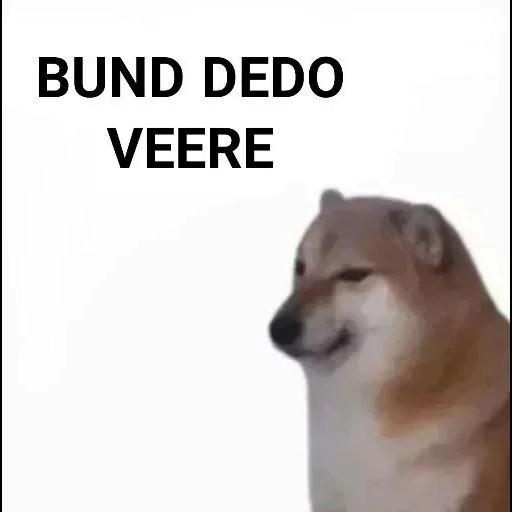 die meme des hundes, the meme dog, der hund, chai dog meme, chai dog dog meme
