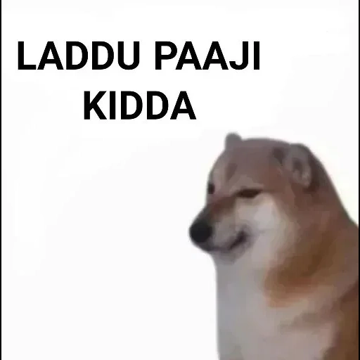 chai dog, chai dog meme, chai dog, chai dog dog meme, siba dog meme erklärt ihre kleine