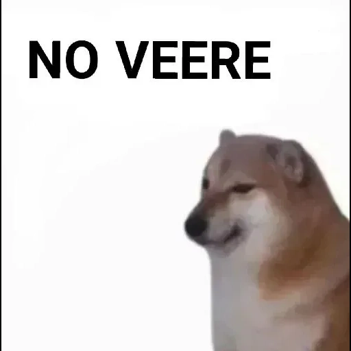 doge dog, siba iu meme, siba adalah meme, dog siba iu meme, siba inu jelaskan kecil anda