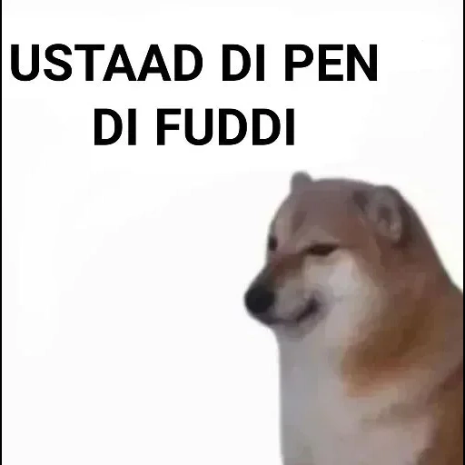 cão de madeira, cão meme, cachorro, fãs de cães lenhosos, cão de madeira