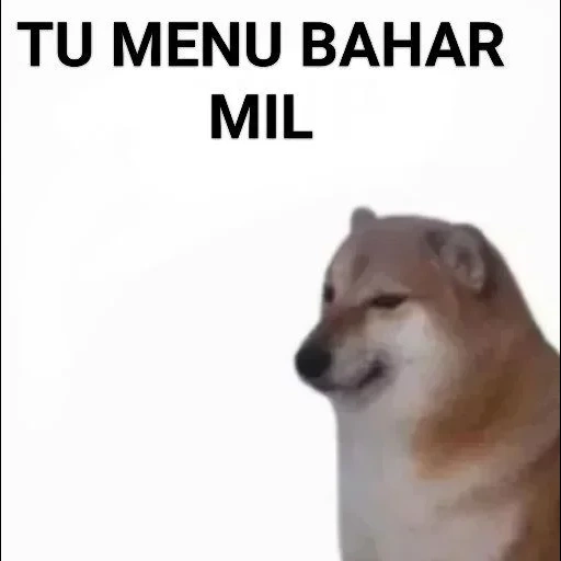 doge dog, siba iu meme, siba adalah meme, anjing siba inu, dog siba iu meme