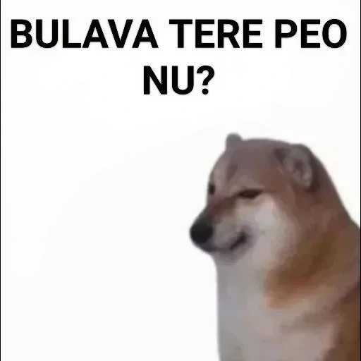 motivo de cão, cão meme, cachorro, fãs de cães lenhosos, os fãs de seba explicaram a tua pequenina