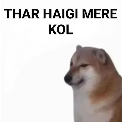 the meme dog, der hund, chai dog meme, chai dog, chai dog dog meme