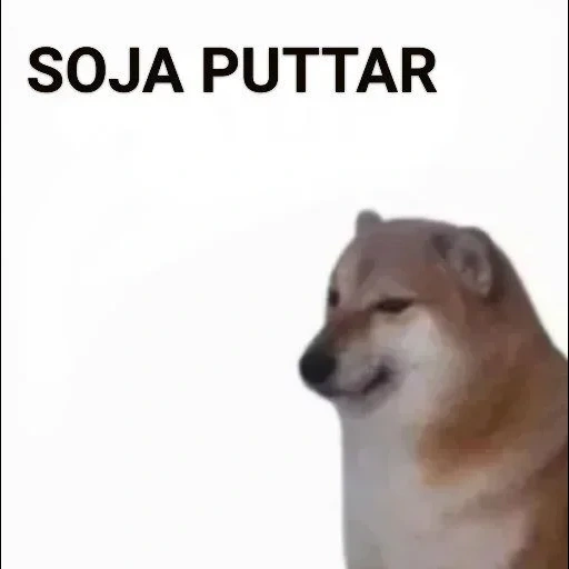 chai dog, the meme dog, der hund, chai dog meme, siba dog meme erklärt ihre kleine