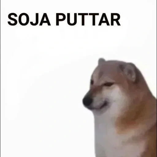 siba inu, memm dog, doge dog, siba iu meme, siba inu jelaskan kecil anda