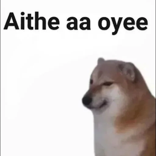 siba inu, doge meme, doge dog, meme siba iu, il cane di siba inu