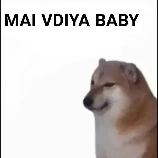 cão de madeira, cão meme, cão siba, fãs de cães lenhosos, modelo de cão de madeira