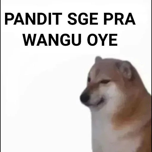 the meme dog, chai dou meme, chai dog, chai dog dog meme, siba dog meme erklärt ihre kleine