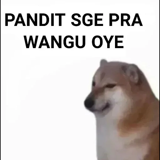 cão meme, motivo de chaigang, cão de madeira, modelo de cão de madeira, os fãs de seba explicaram a tua pequenina