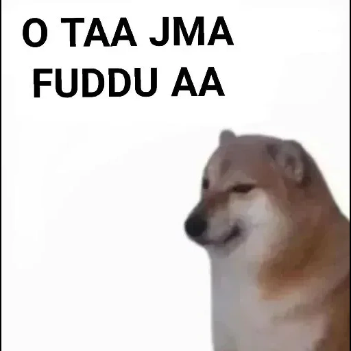 cão meme, cachorro, fãs de cães lenhosos, motivo de chaigang, cão de madeira